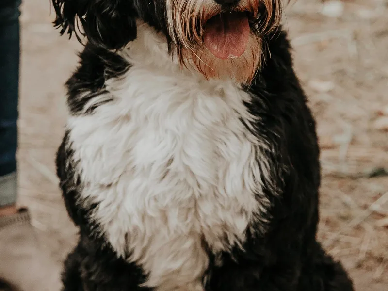 Heart J Bernedoodles