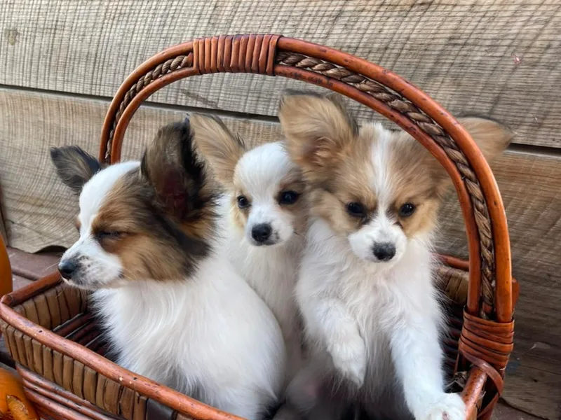 Heart Mountain Kennels