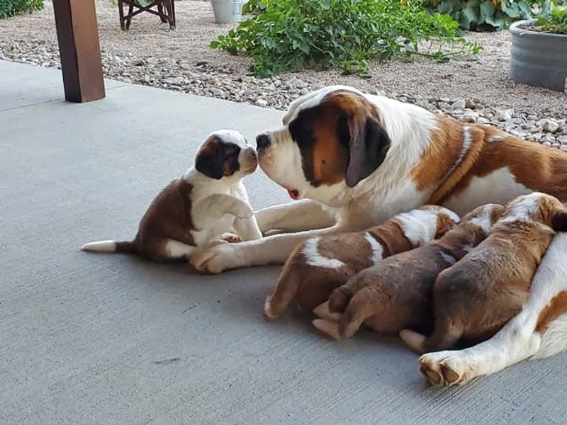 Heart Mountain Saint Bernards photo 1