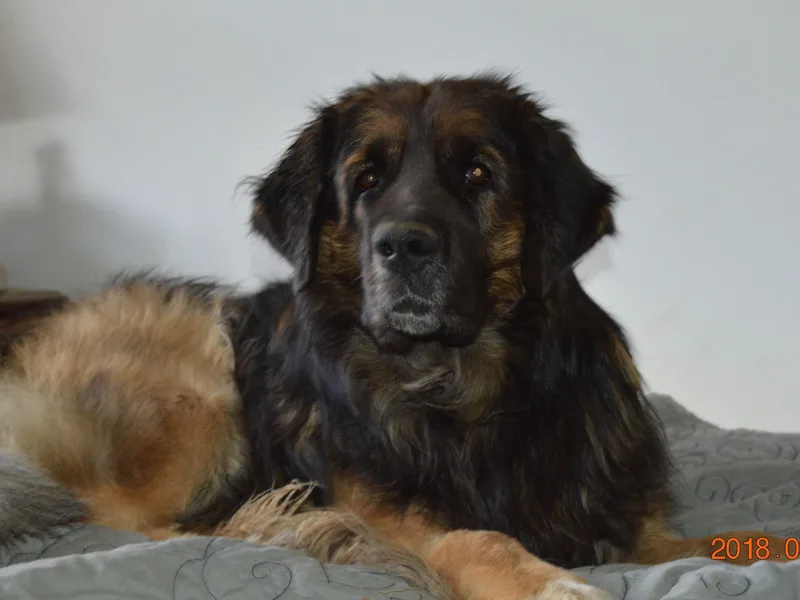 Heart N' Soul Leonbergers