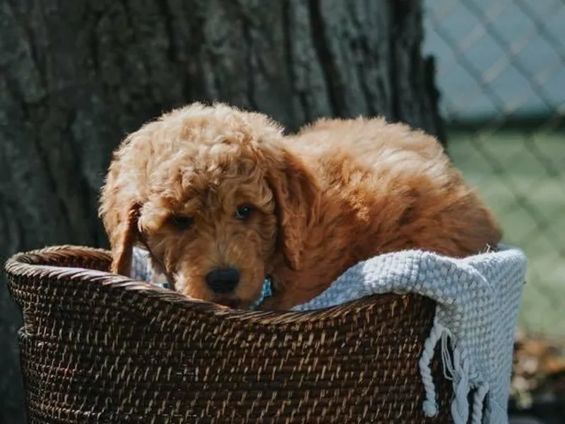 Heart of Goldendoodles