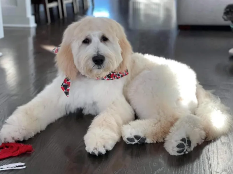 Heart of Michigan Goldendoodles