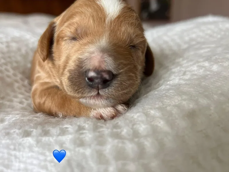 Heart of River Goldendoodles