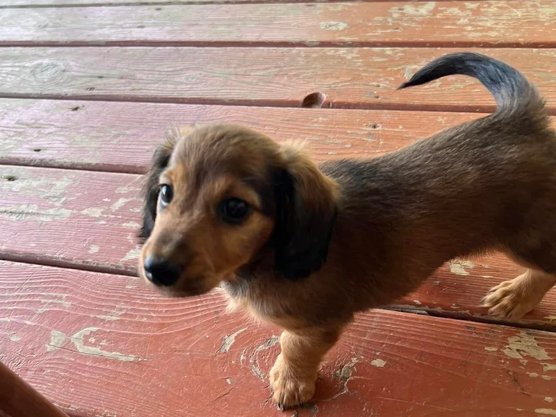 Heart of the Thumb Dachshunds
