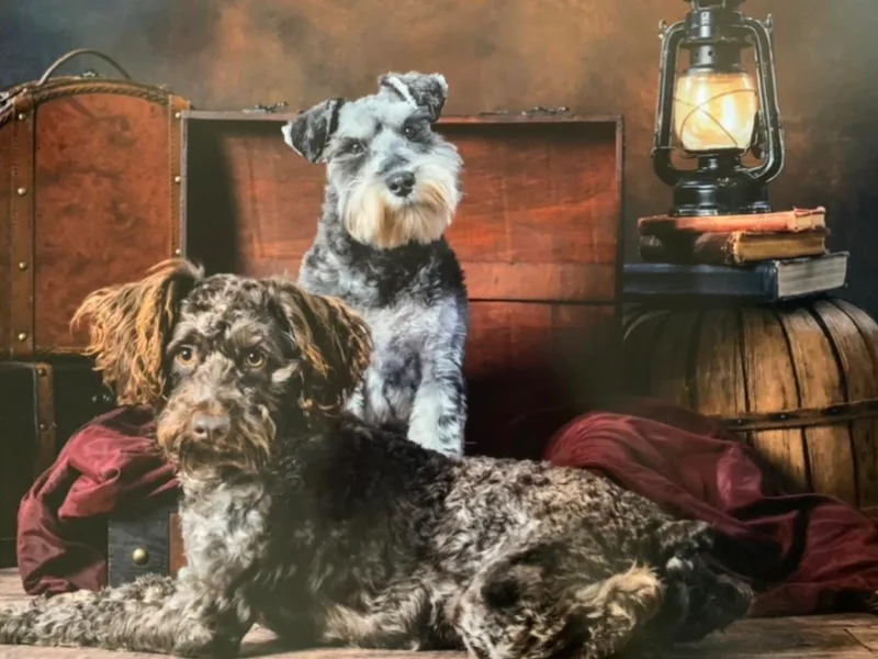 Heart of Virginia Schnauzers