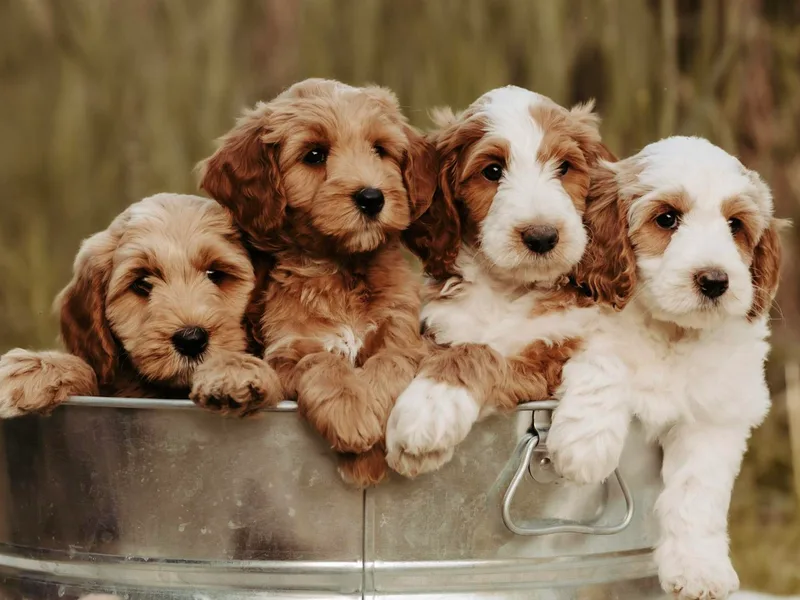 Heart to Heart Doodles