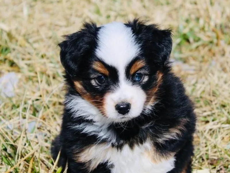 Heart2Heart Pups LLC