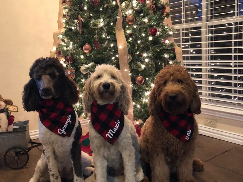 Heartfelt GoldenDoodles photo 1