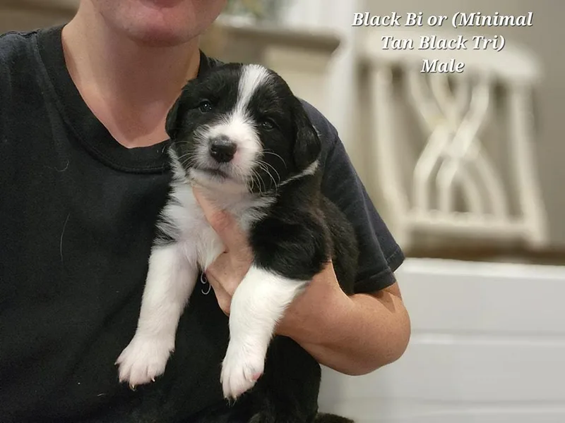 Heartfelt Hollow Farm