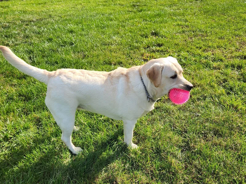 Heartfelt Love Labradors