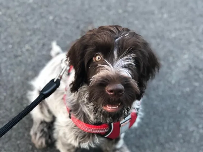 Heartfield Wirehaired Pointing Griffons
