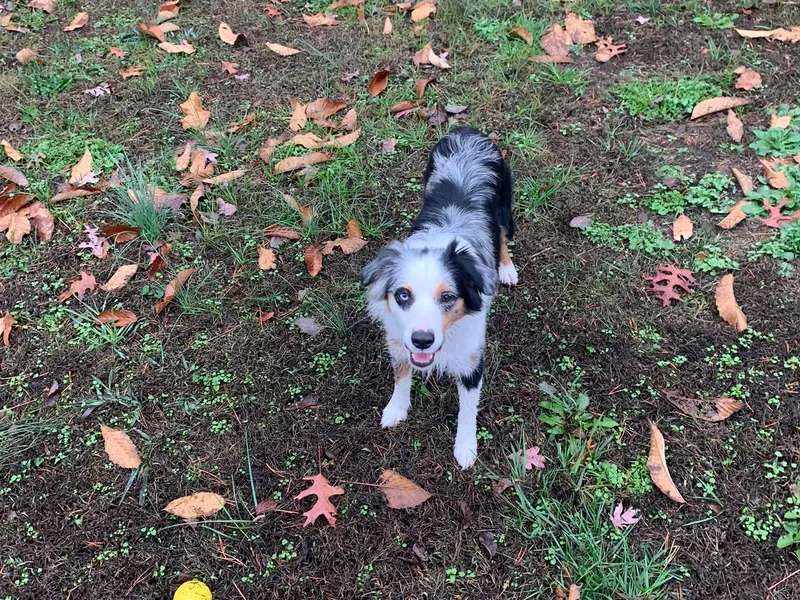 Hearth&amp;Hound Doodles