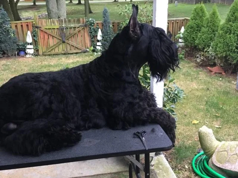 Hearthmore Giant Schnauzers photo 1