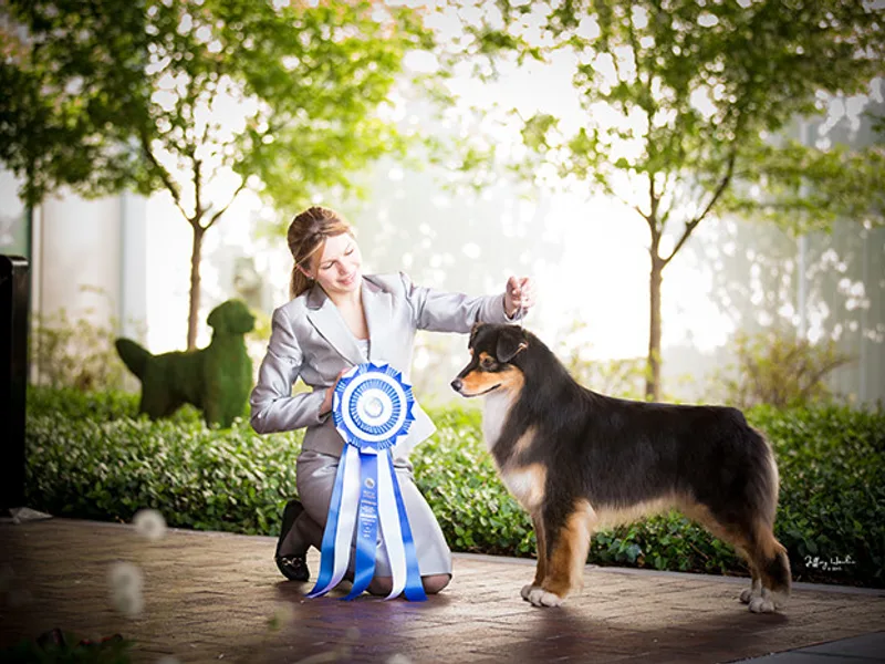 Hearthside Australian Shepherds