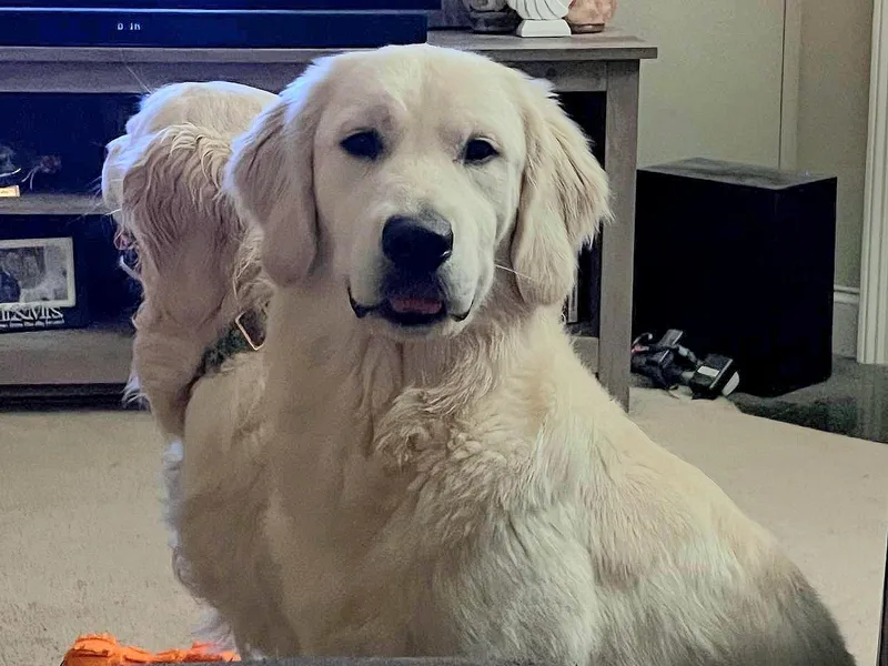 Hearthstone Goldens photo 1