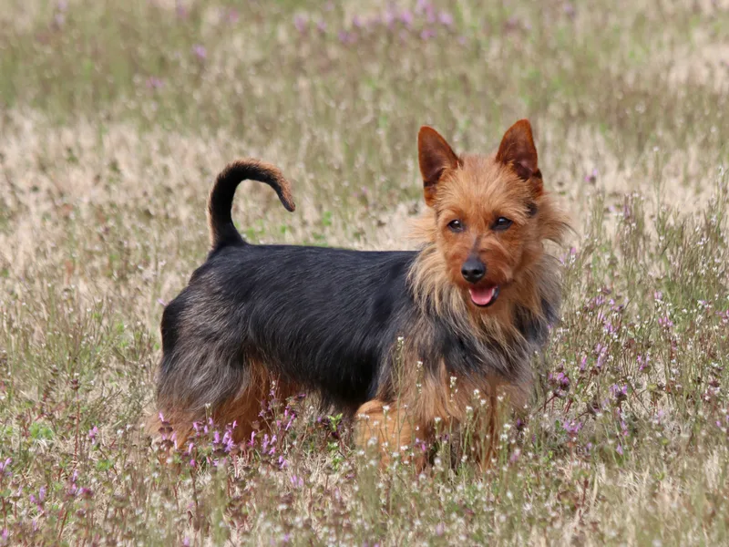 Heartland Australian Terriers
