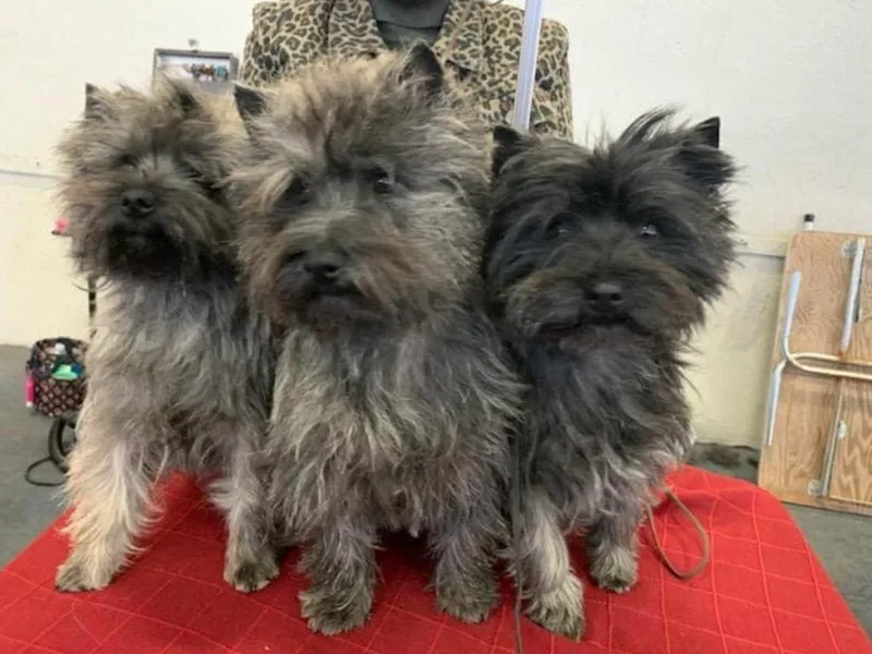 Heartland Cairn Terriers