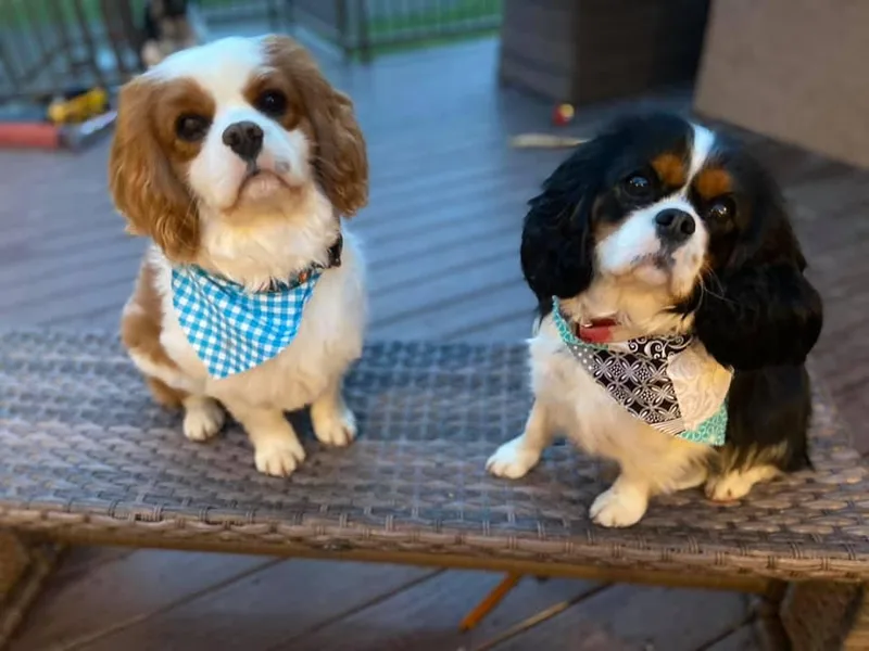 Heartland Cavaliers