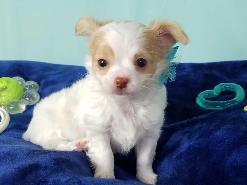 Heartland Chihuahua
