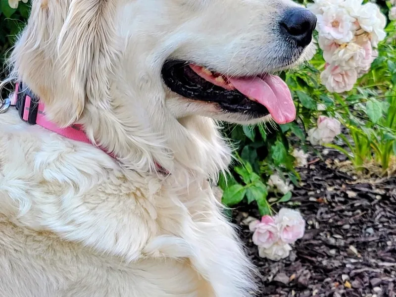 Heartland Creams Golden Retrievers