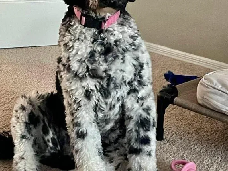 Heartland Doodles LLC