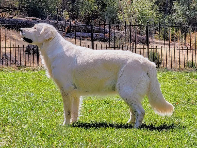 Heartland English Cream Golden Retrievers