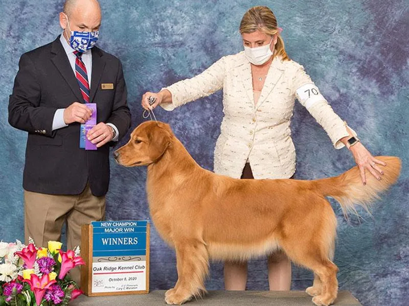 Heartland Goldens photo 1