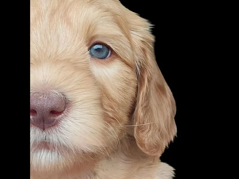 Heartland Hills Australian Cobberdogs