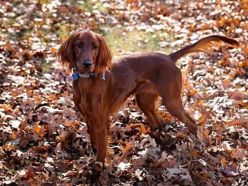 Heartland Irish Setters