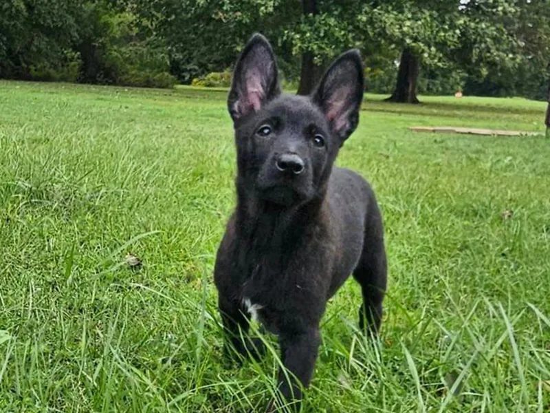 Heartland Kennels
