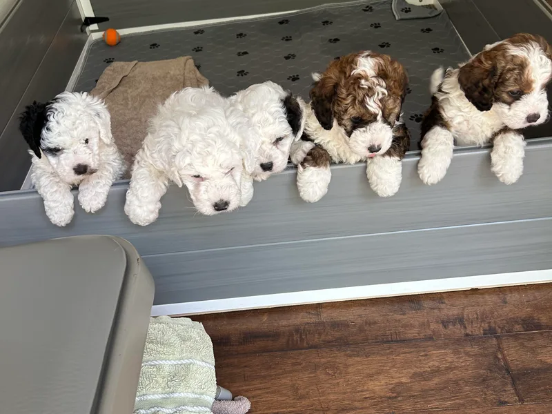 Heartland Kennels