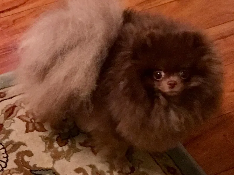 Heartland Pomeranians and Chihuahuas