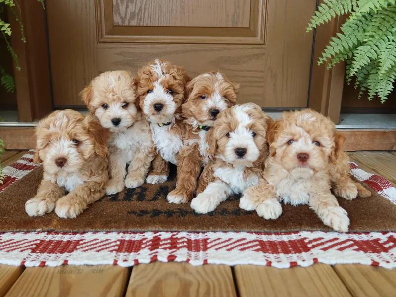 Heartland Puppies photo 1