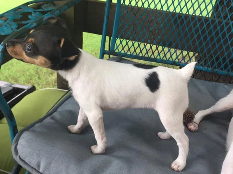 Heartland Toy Fox Terriers