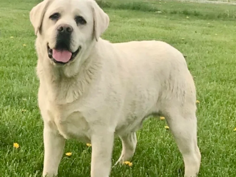 Heartlands Quality Labrador Retrievers