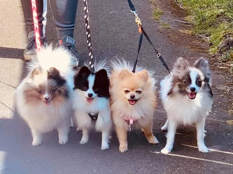 Heartlove Poms