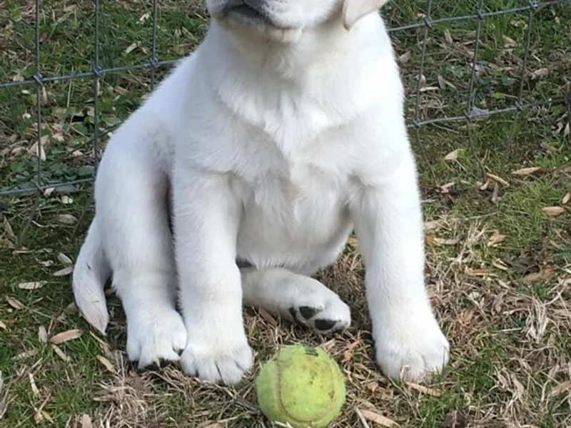 Heartride Labradors photo 1