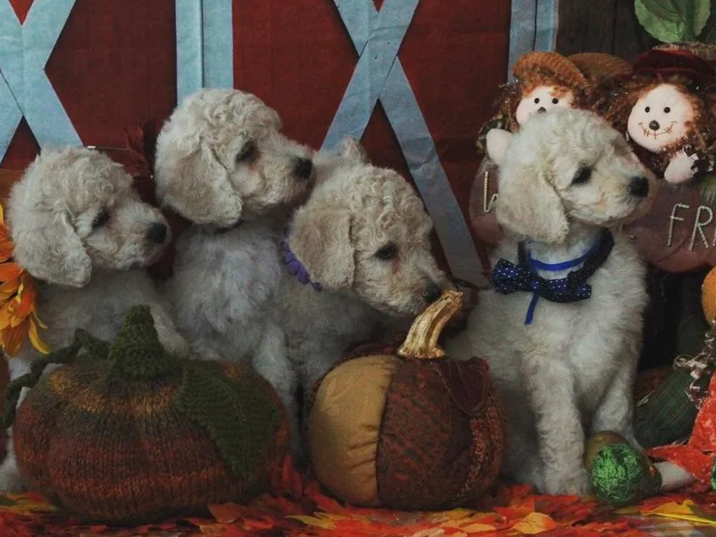 Hearts 2 Serve Regal Standard Poodles