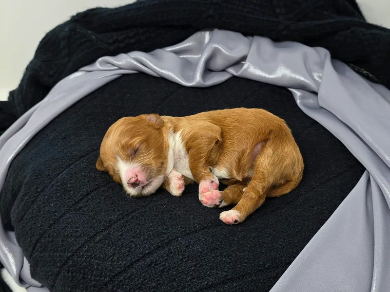 Hearts and Paws Poodles and Doodles