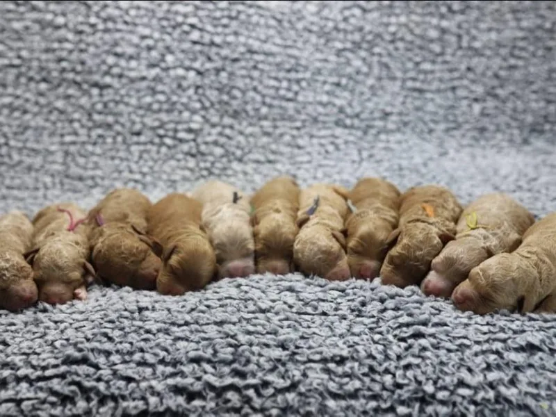 Hearts Full of Puppies