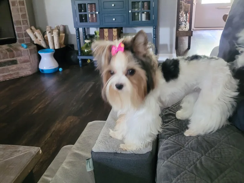 Hearts n Paws photo 1