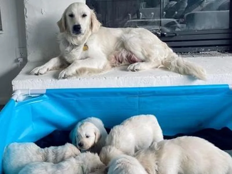 Hearts of Gold Puppies