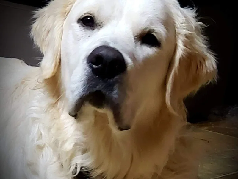 Hearts of Gold Retrievers LLC
