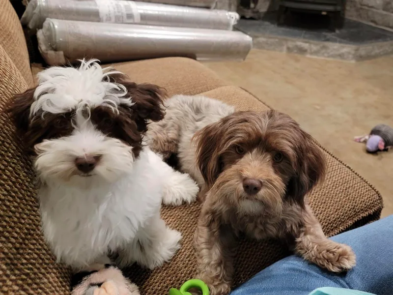 Hearts of Joy Havanese