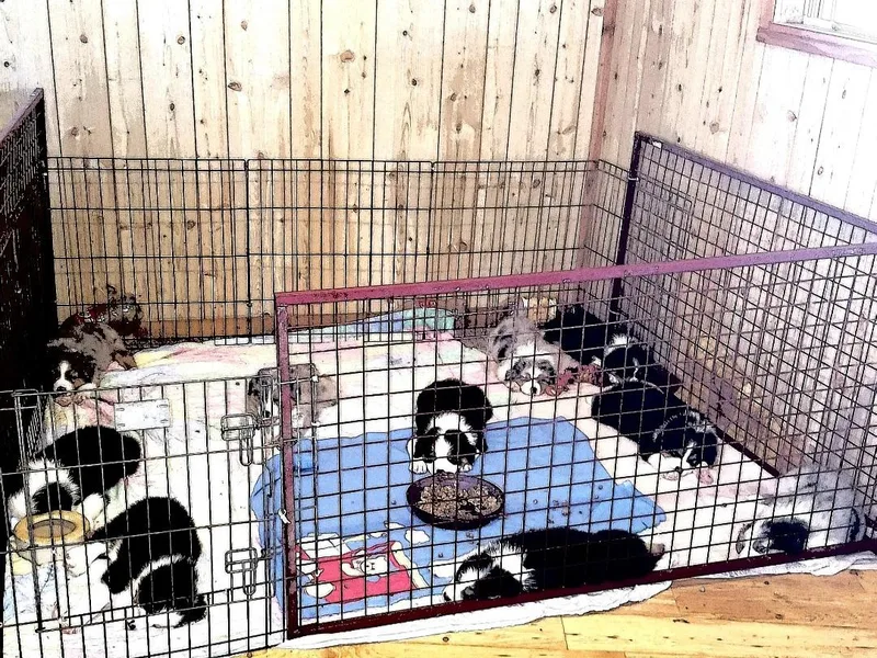 Hearts on Fire Australian Shepherds photo 1