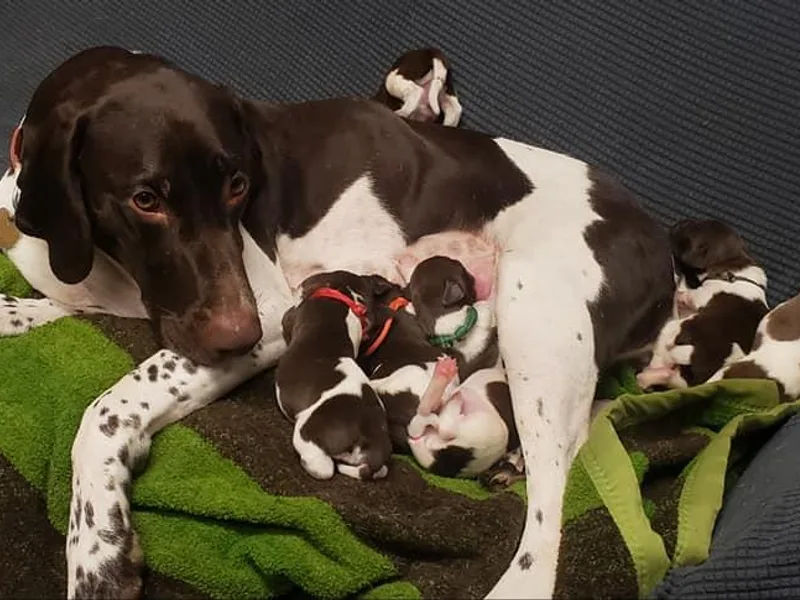 Hearts on Fire,  Versatile German Shorthair Pointers