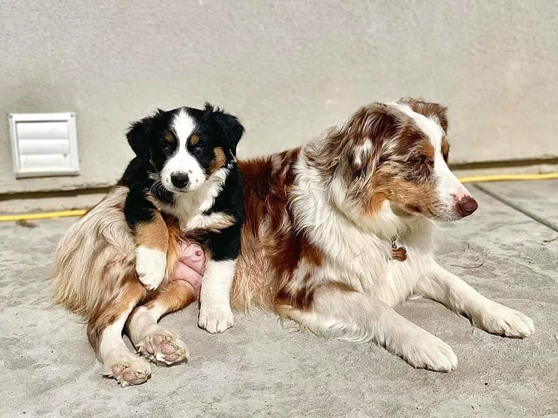 HeartSong Australian Shepherds