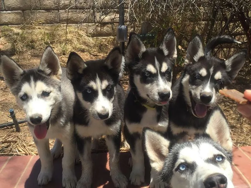 HeartSong Huskies