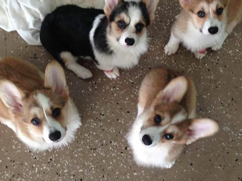 Heartsong Pembroke Corgis