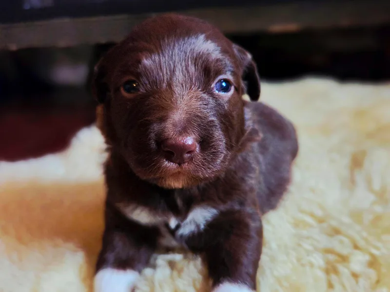 Heartstead Haven Australian Shepherds
